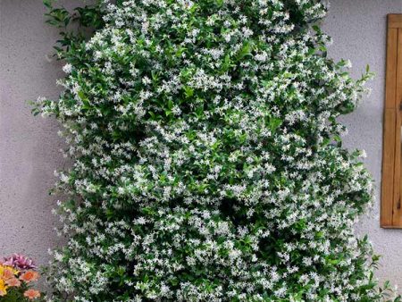 Star Jasmine Cheap