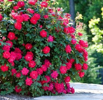 Double Knock Out® Rose For Cheap