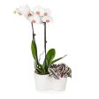 White Orchid and Zebrina Plant Online now