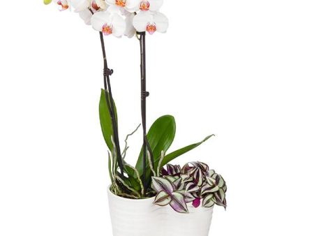 White Orchid and Zebrina Plant Online now