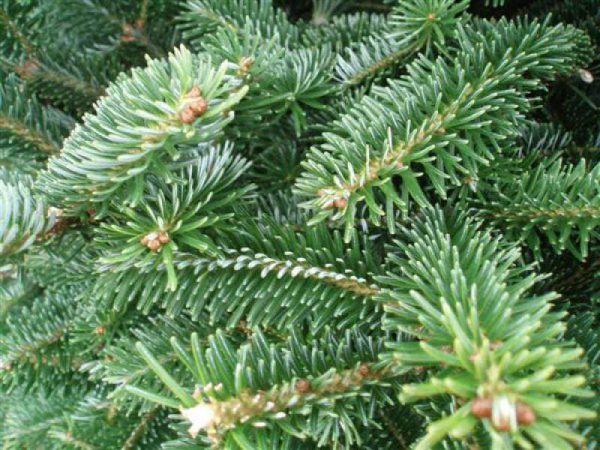 Fraser Fir Christmas Tree Online Hot Sale