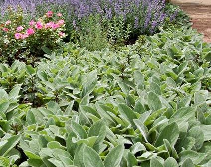 Stachys Helen Von Stein on Sale