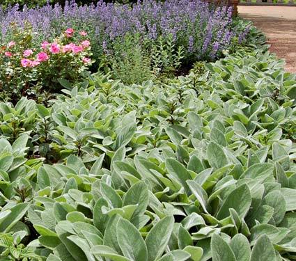 Stachys Helen Von Stein on Sale