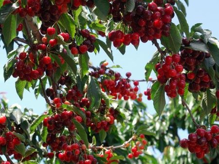 Stella Cherry Tree Sale