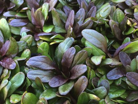 Ajuga Chocolate Chip on Sale