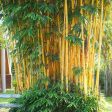 Golden Bamboo Sale