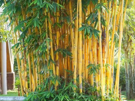 Golden Bamboo Sale