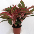 Aglaonema Firecracker Plants Online Hot Sale