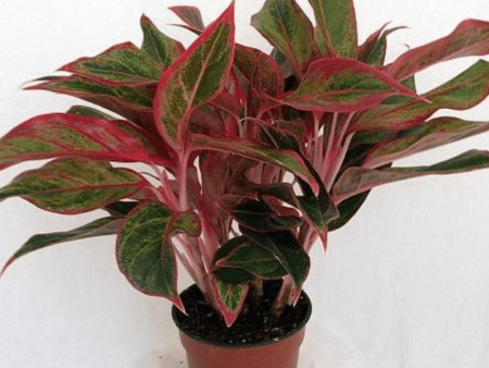 Aglaonema Firecracker Plants Online Hot Sale