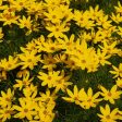 Threadleaf Coreopsis Plant Sale