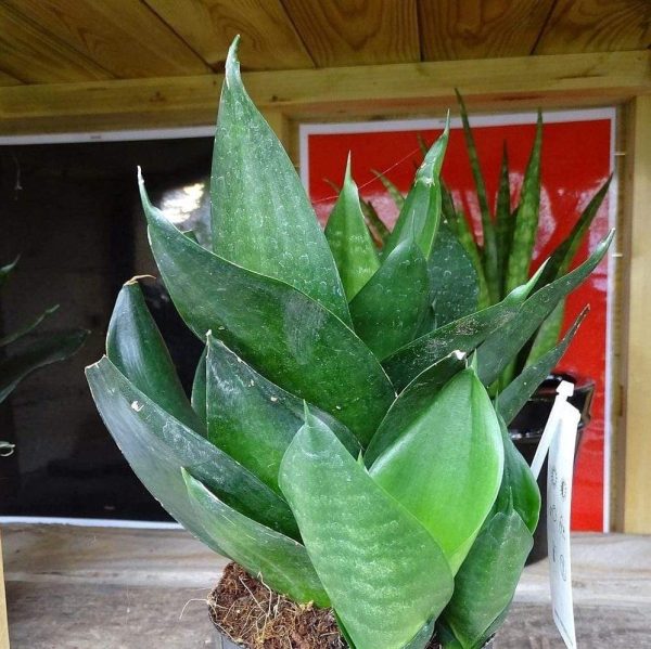 Black Dragon Snake Plants Hot on Sale