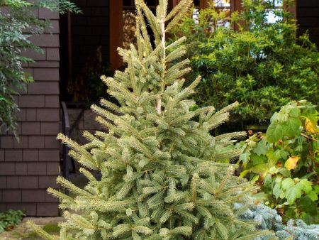 Black Hills Spruce Trees Online Hot Sale