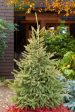 Black Hills Spruce Trees Online Hot Sale