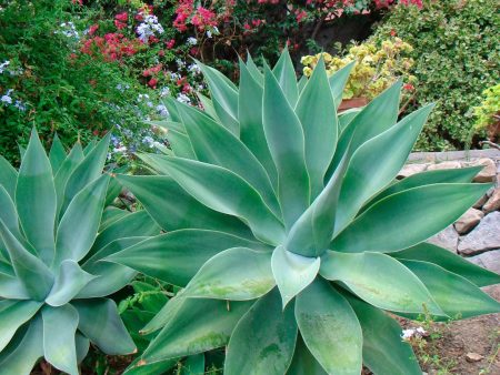 Agave Blue Flame Online Hot Sale