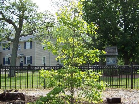 Wye River White Oak Tree Hot on Sale