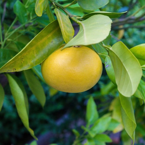 Rio Red Grapefruit Tree Fashion