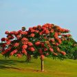 Royal Poinciana Tree on Sale