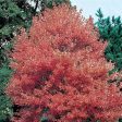 Autumn Flame Maple Trees Online