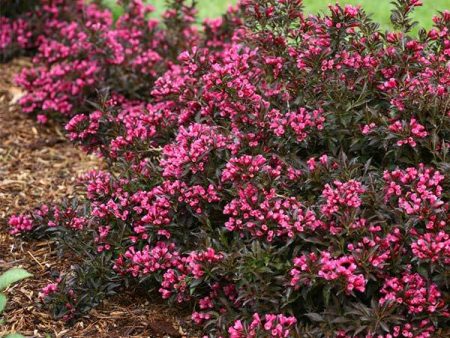 Spilled Wine Weigela Shrub Sale