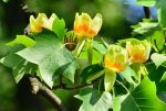 Tulip Poplar Online now