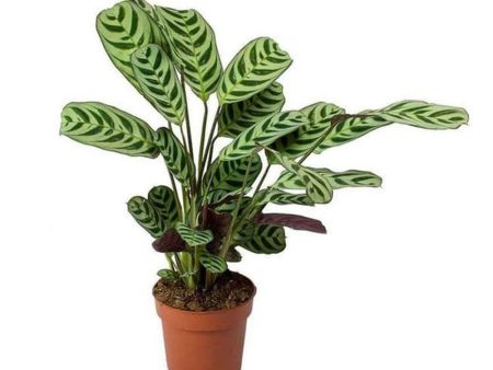 Calathea Burle Marx Plants For Discount