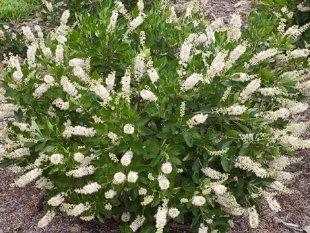 Hummingbird Summersweet Shrub For Sale