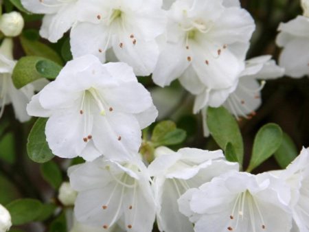 Azalea Gumpo White Shrubs Online Sale