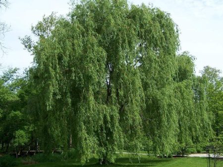 Weeping Willow Trees For Cheap