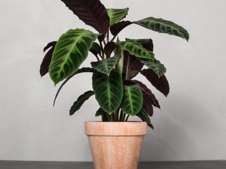 Calathea warscewiczii Plants Cheap