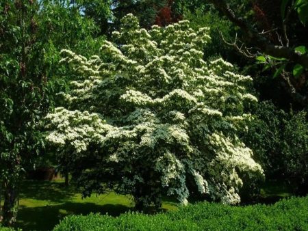 Kousa Dogwood Trees For Sale