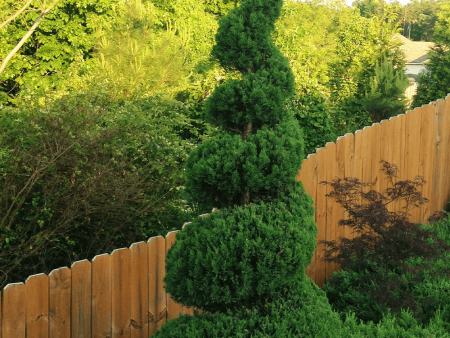 Blue Point Juniper Spiral Topiary Trees on Sale