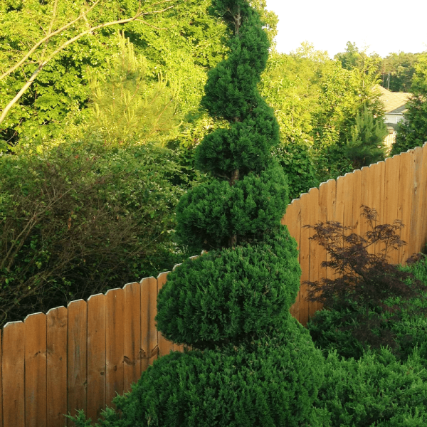 Blue Point Juniper Spiral Topiary Trees on Sale