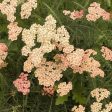 Achillea Apricot Delight Online