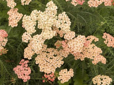 Achillea Apricot Delight Online