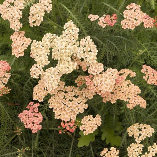 Achillea Apricot Delight Online