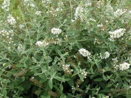 Lo and Behold Ice Chip Butterfly Bush Supply