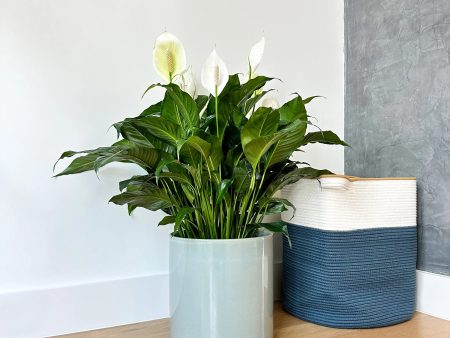 Peace Lily Online Hot Sale