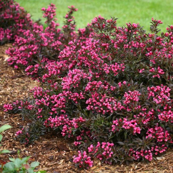 Spilled Wine Weigela Shrub Sale