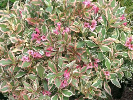 Weigela My Monet Sunset Shrubs on Sale