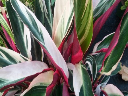 Stromanthe Triostar Plants Supply