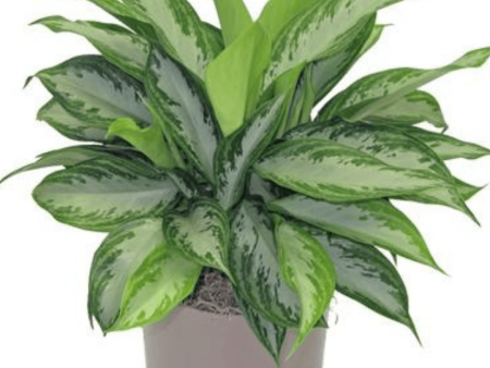 Aglaonema Silver Bay Plants Online Hot Sale