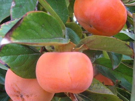 Fuyu Persimmon Trees Online now