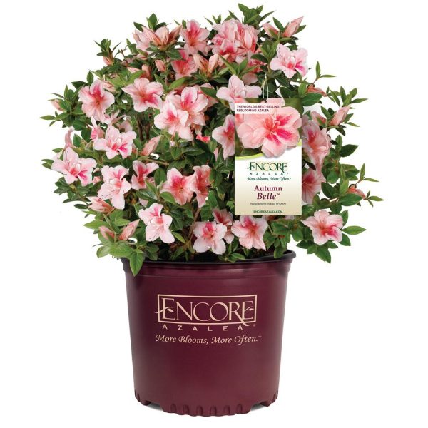 Autumn Belle™ Encore® Azalea Shrub Cheap