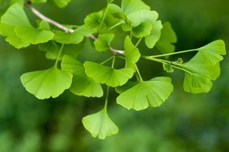 Ginkgo Tree Online Hot Sale