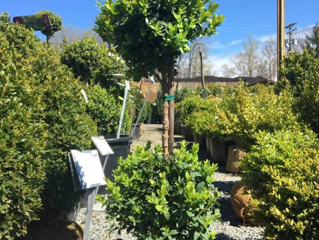 Green Mountain Boxwood 2 Ball Topiary Sale