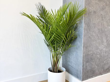 Majesty Palm on Sale