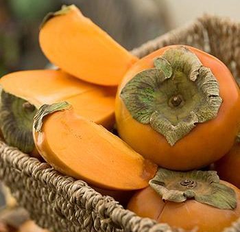 American Persimmon Tree Discount