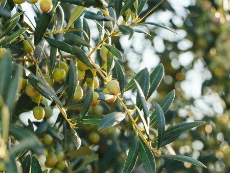 Arbequina Olive Tree on Sale