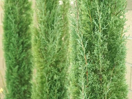 Dwarf Italian Cypress (Tiny Tower) Supply