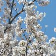 Yoshino Cherry Tree Online